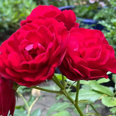 Cozy Rosy, Dein Feinzeit